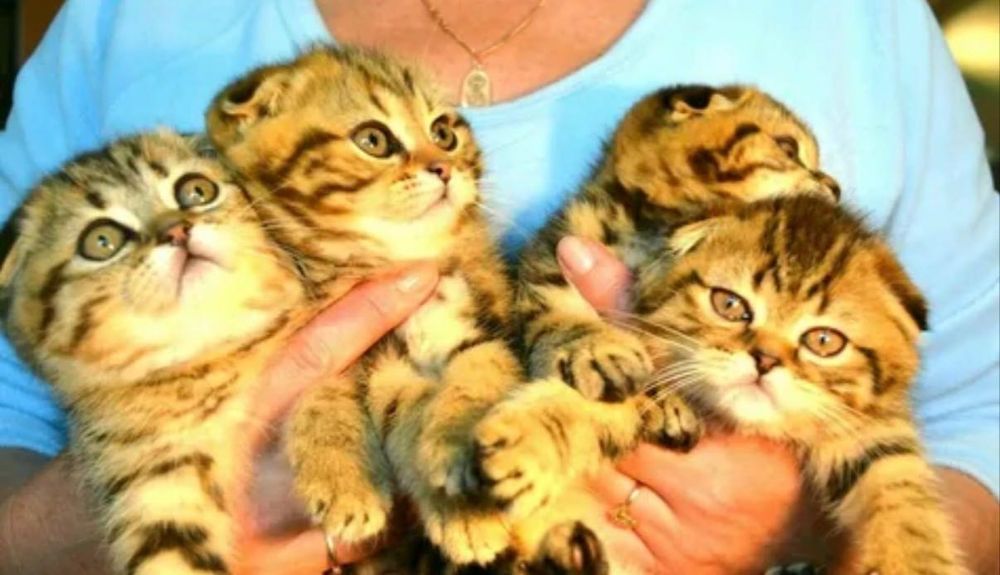 Шикарненькие Котята