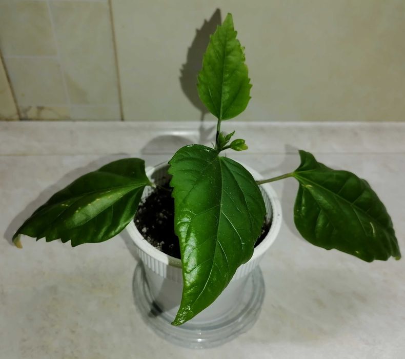 Продам комнатные цветы
