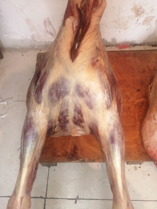 Конина на согым..