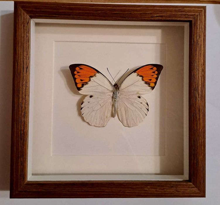 Уникальная бабочка в рамке.