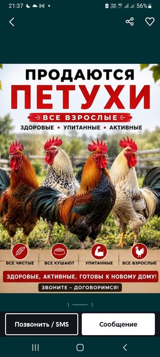 Продам домашних  петухов