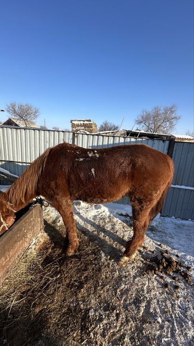 Айғыр,Ат сатылады