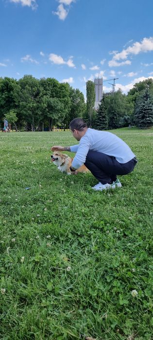 Разходка Обучение Отглеждане на Кучета