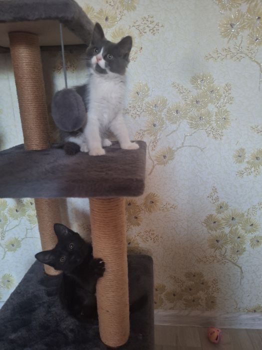 Котёнок девочка 1,5 месяца
