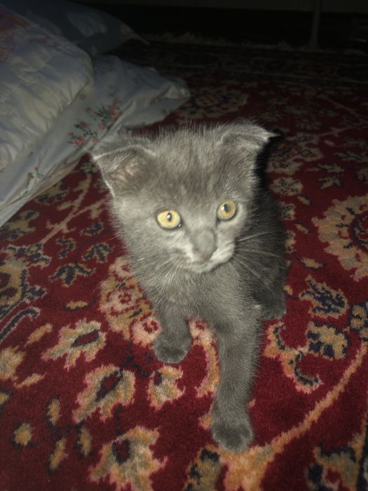 Продается кот вислоухий