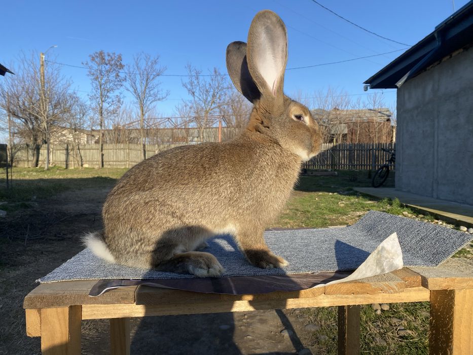 Iepuri de vanzare UG