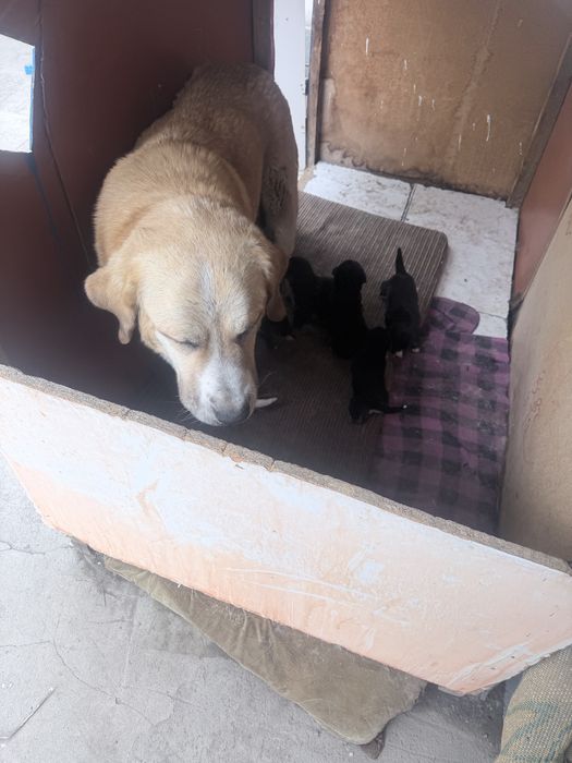 Ротивер породистые щенки