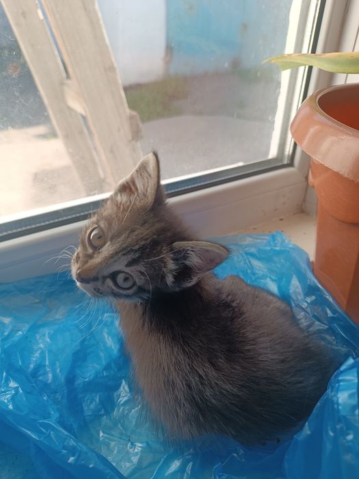 Отдам маленькую кошечку