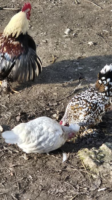 Vând găini si cocoșei pitici