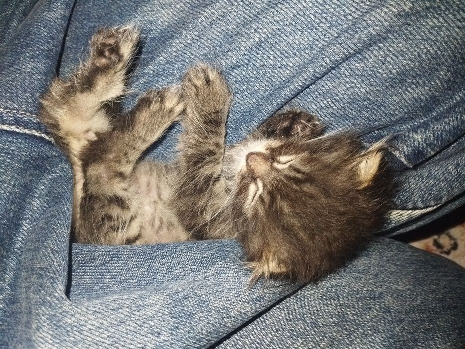 Веслоухий котик полтора месяца