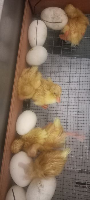 Продам Гусята Утята Тараз