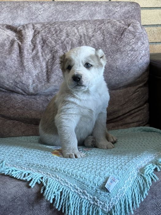 Щенок Алабая,Щенята,Собаки