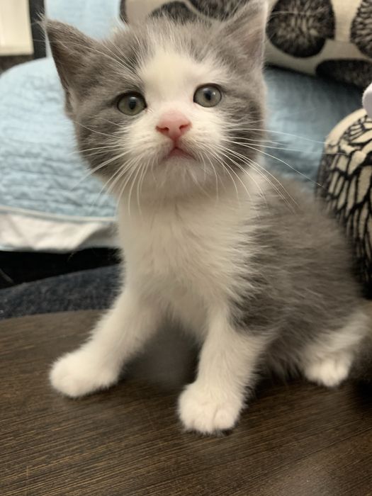 Mushuk bola sotiladi