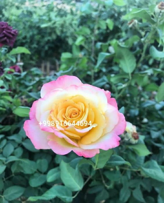 Букетичный атир гул