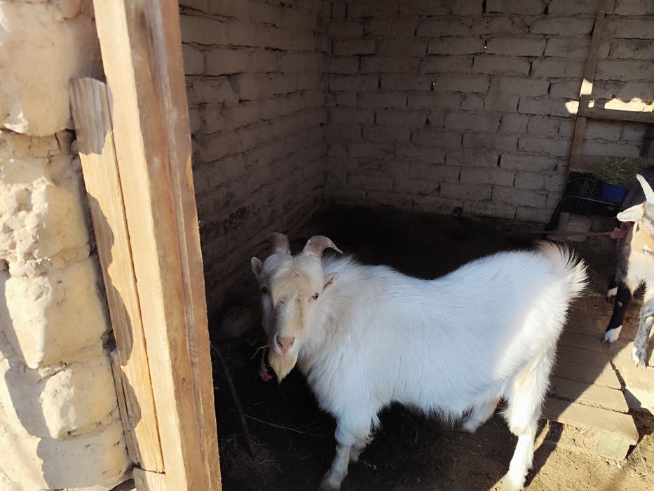 Пародистый теке сатамын