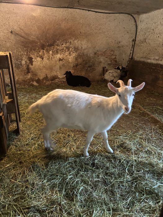 Capra alba de vanzare