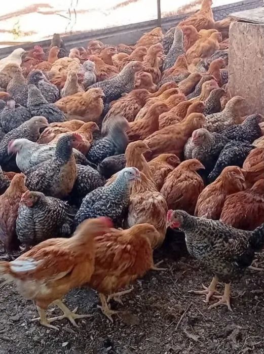 Pui rasă mixtă  800-900g