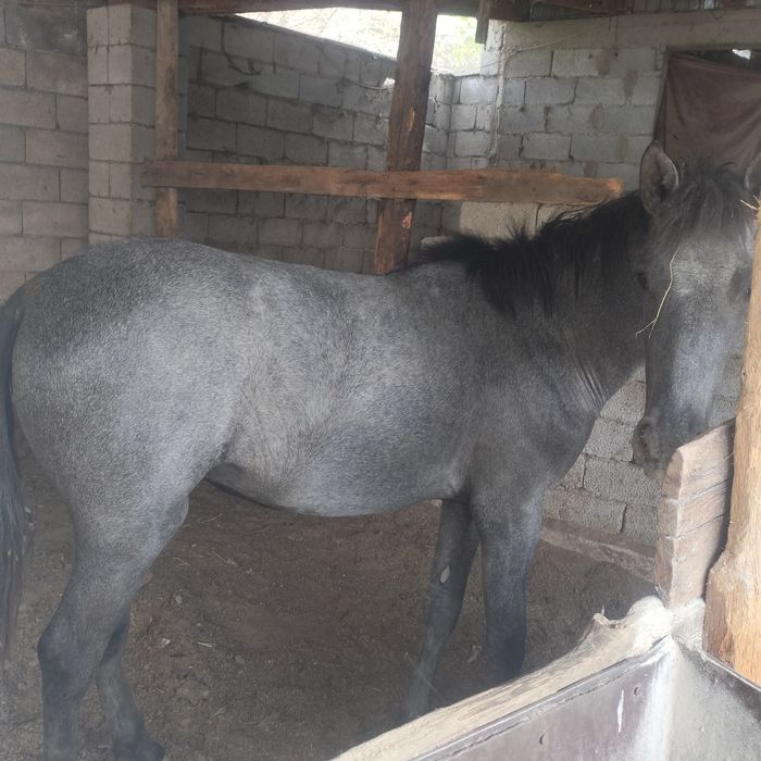 Продаю срочно Лошадь.