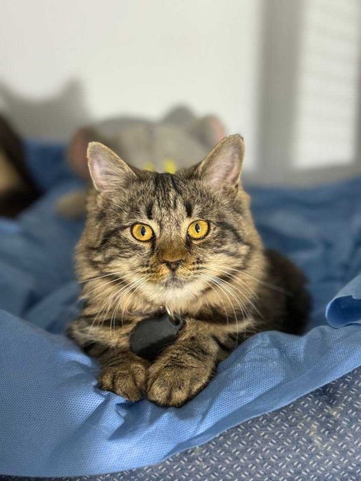 ‼️Котёнок, ухоженный, мягкая шерстка,  4-5 месяцев