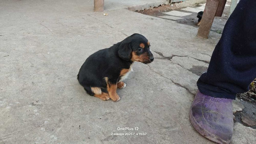 Такса, щенок, продам