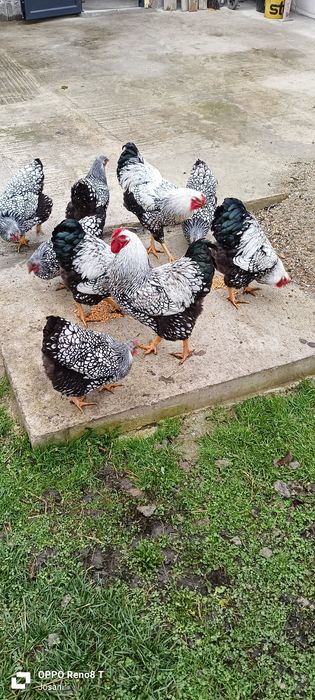 Vând cocoș Wyandotte