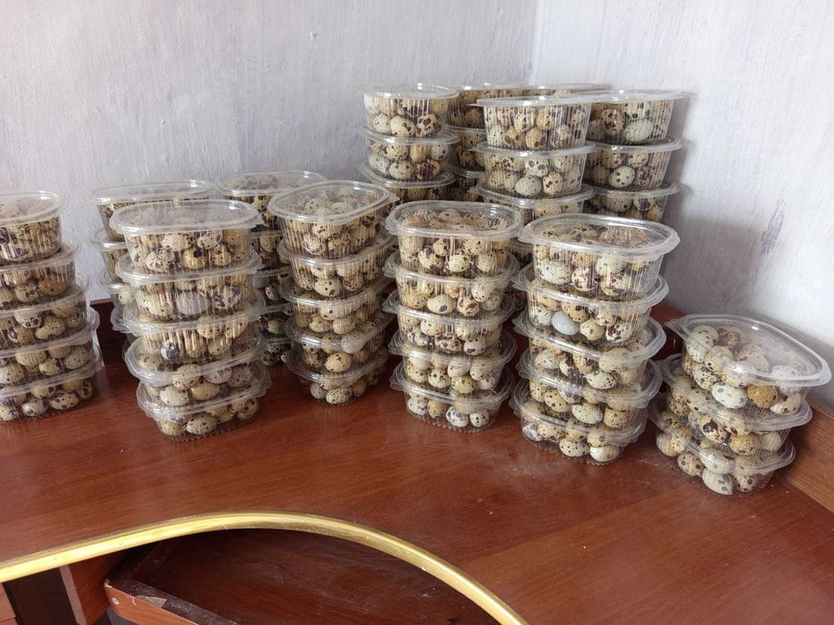 Бөдене жұмыртқалары сатылымда