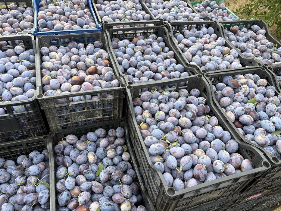 Продавам сливи за ракия
