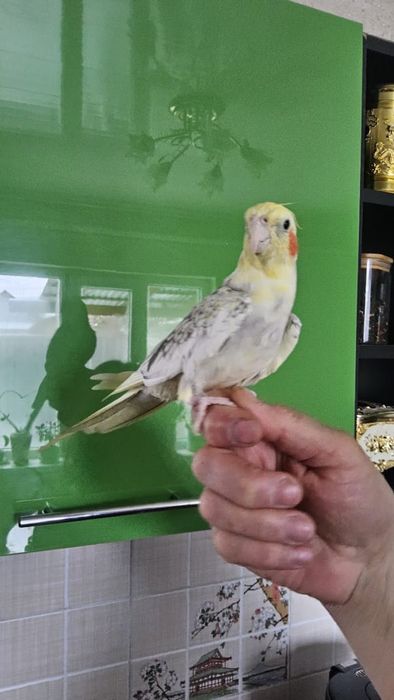 Попугай   ручной