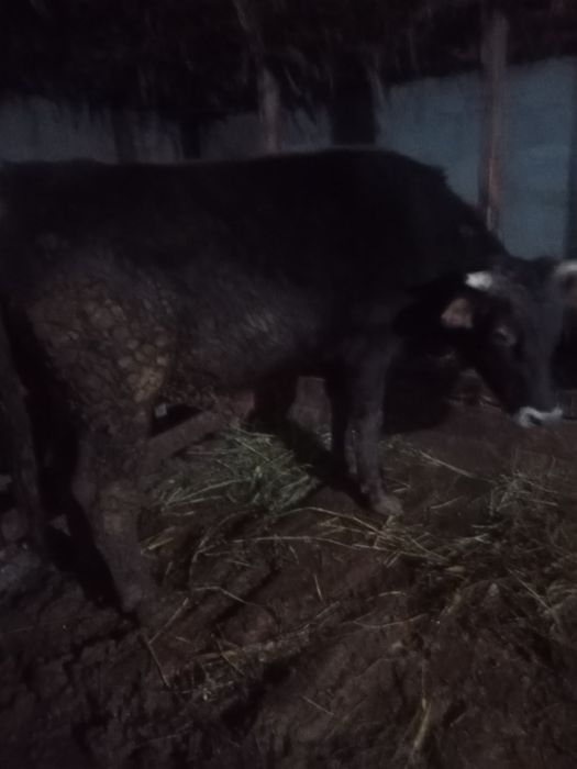 Продам быка 2 года