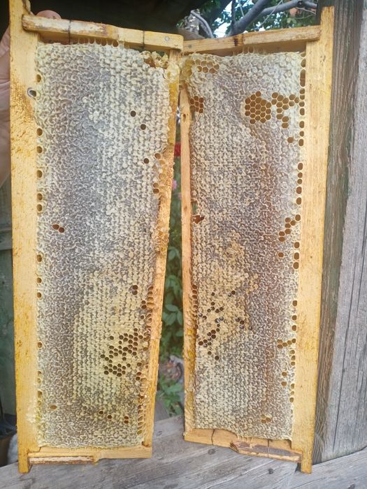 Сотовый мёд. Разнотравие.