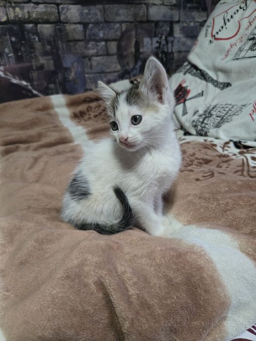 Отдадим котиков.