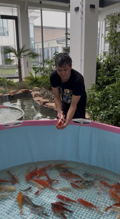 Рыба для пруда Японские карп Коя привазное Индонезия