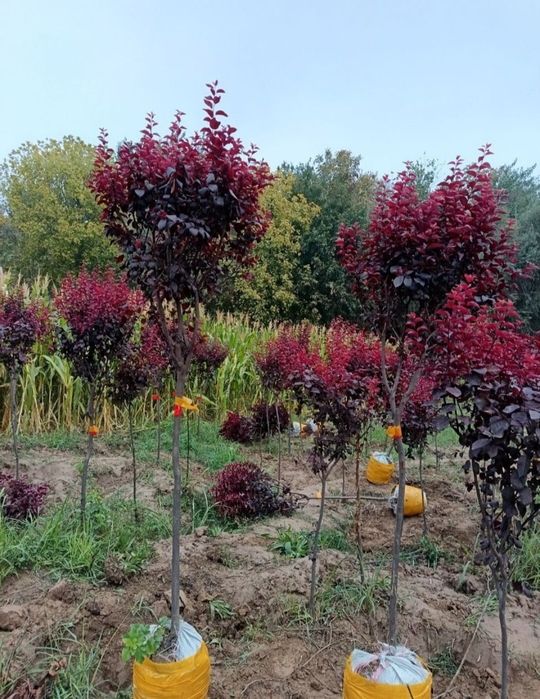 Манзаралик ланшаб декоративни сотувда