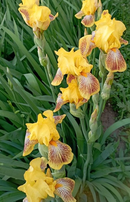 Ирис германский (бородатый)