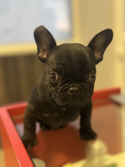 Френски-булдог мъжко