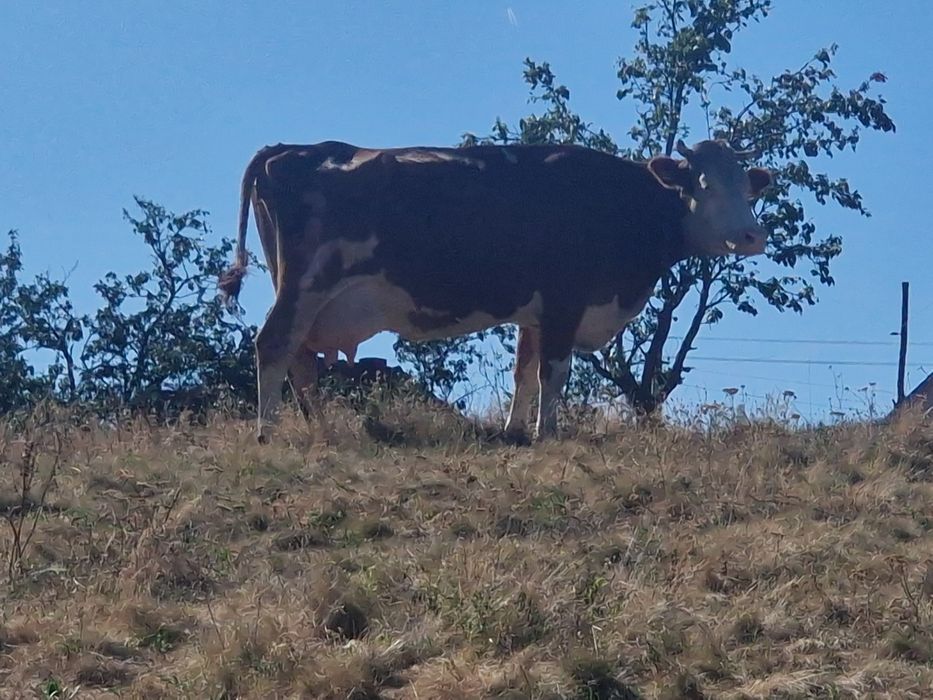 Vacă foarte bună de lapte