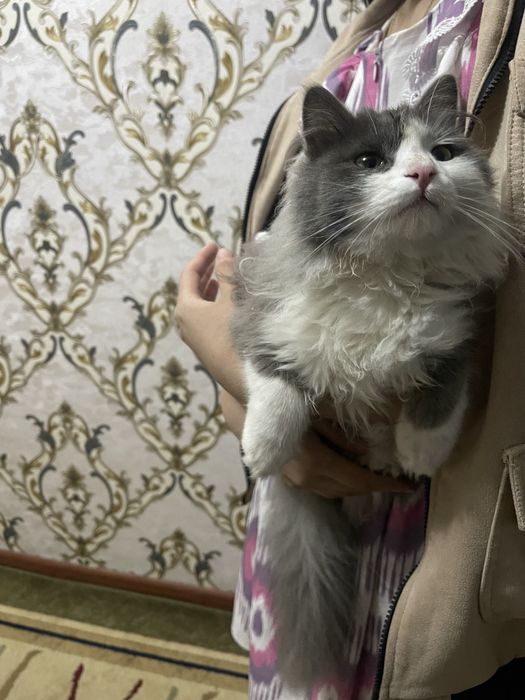 Britaniya uzun jun mushugi