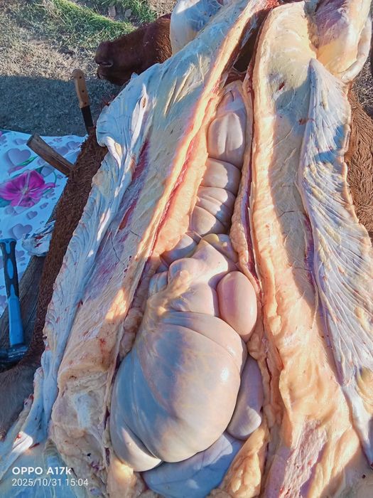 Жылқы еті Семей Аягөз