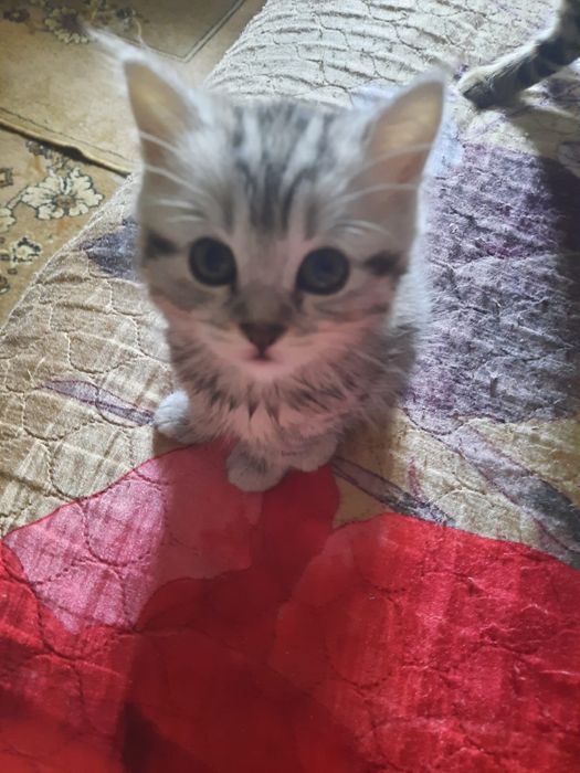 Продам котят смесь британцы