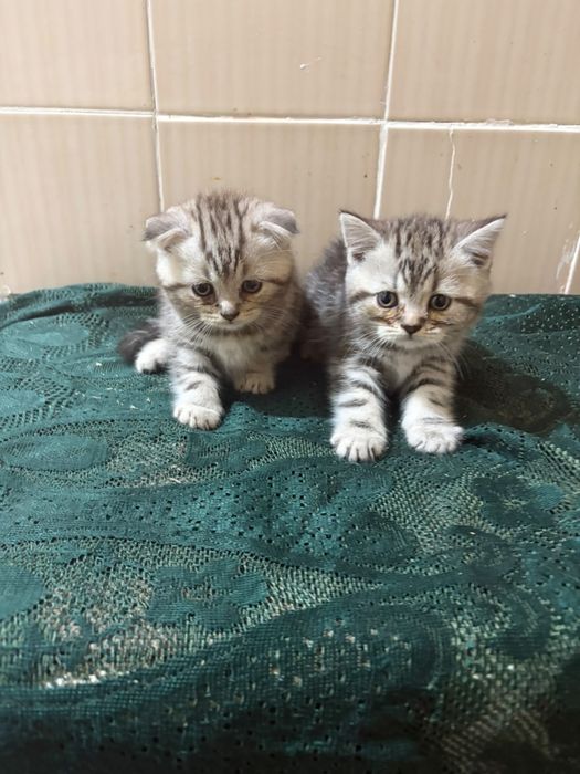 Вислоухие котята