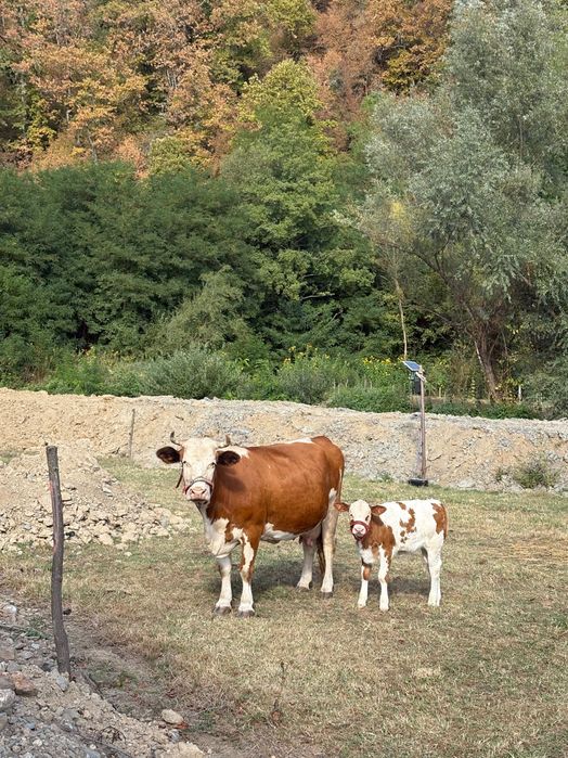 Vând vaca cu vițel
