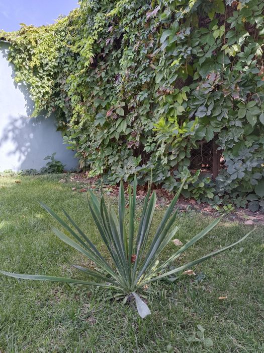 Продаются цветы Юки.