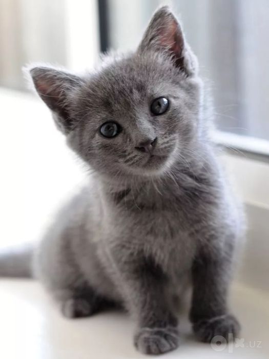 Продам котенка месяц и неделя