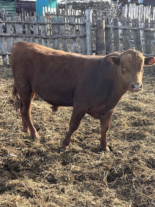 Откормнан 2 Букак сатылады