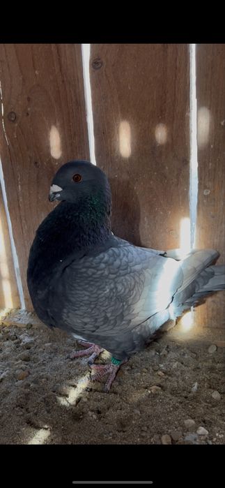Porumbei american giant homer andaluz