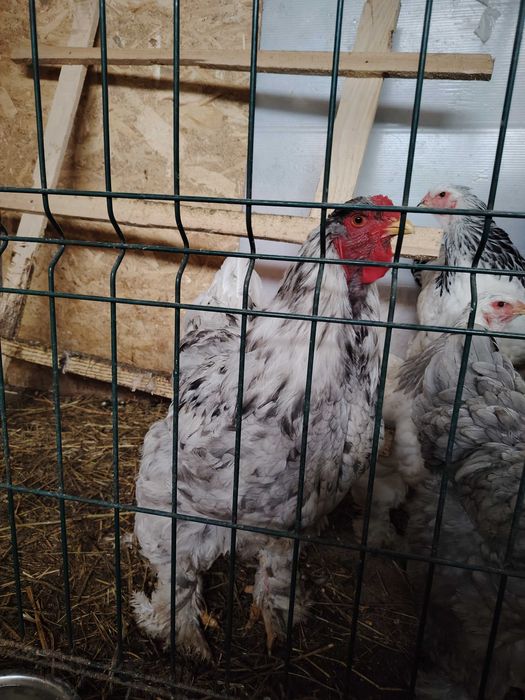 Cocoși tineri diferite rase