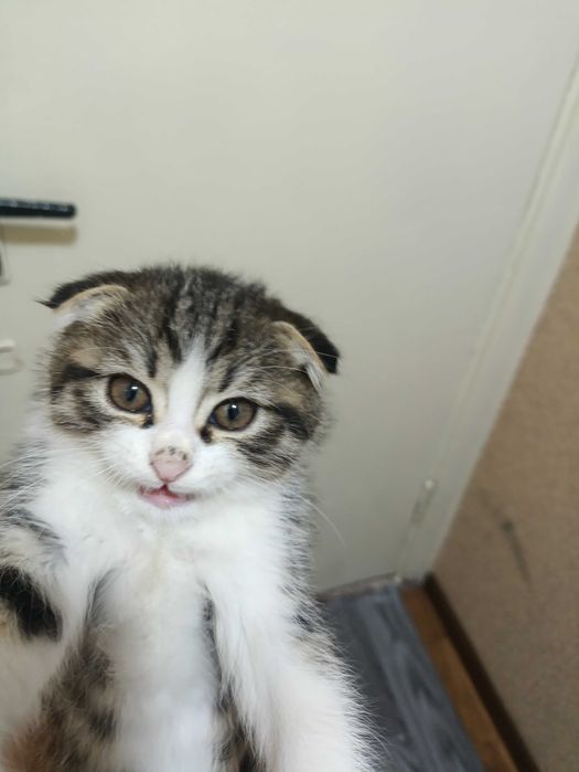 Шотландия мушуги сотилади