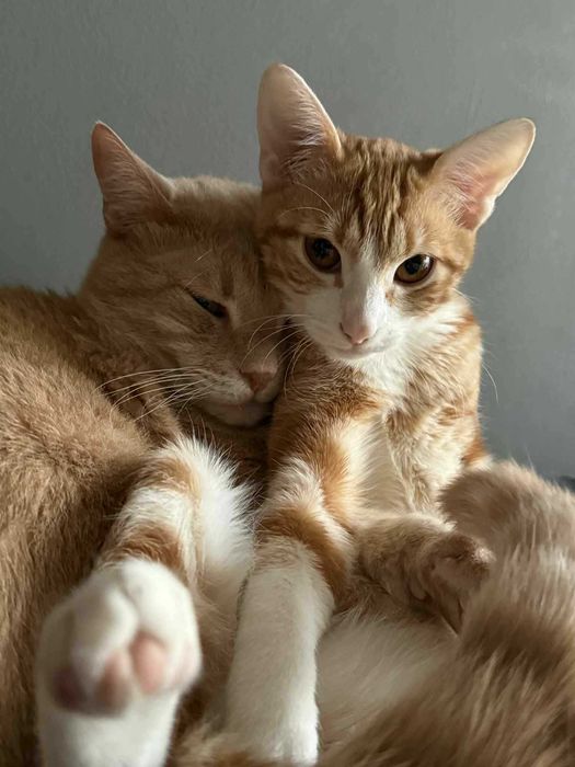 Женско Коте Родено на 01.07