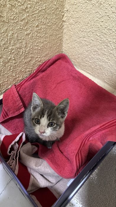 Маленький котенок ищет дом,мальчик