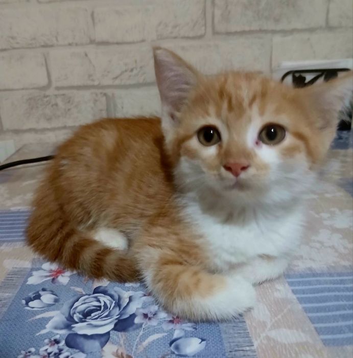 Пристраивается котёнок мальчик